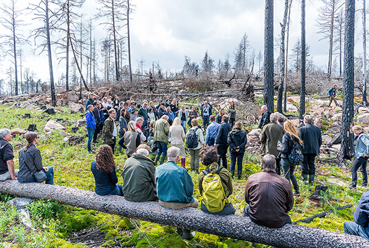 WWF:s skogsexpert Linda Berglund berättade om hur lövskogen tar över efter branden. Här var det tidigare tallskog men nu sprider sig björk och sälg.