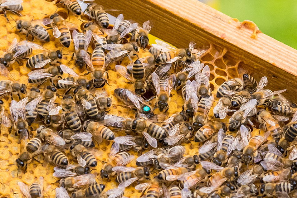 En grön prick på drottningen i ett av de fyra bisamhällena. Vid midsommar kan det bo upp till 60 000 bin i varje bikupa. 