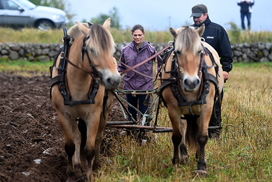 Vid Heljesgården fick Kronprinsessan pröva att plöja med häst. Gården som har anor från 1800-talet håller på att utvecklas till en museigård. Jordbruket bedrivs som det gjorde i början på 1900-talet. 