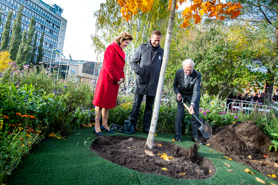 The King plants a Norway maple at Stadsparken in Luleå. 