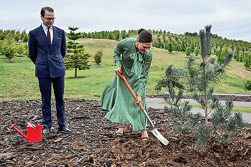 Kronprinsessan planterar ett träd på nationella arboretet i Canberra under tisdagens morgon. 